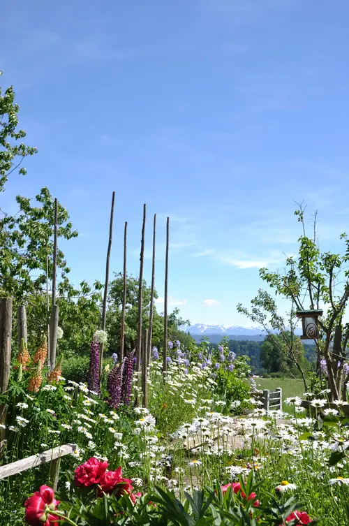 Blühender Bauerngarten mit Rosen und Margeriten, dahinter Bohnenstangen und die Alpen